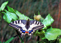 Papilio zelicaoný